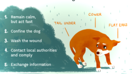 Stop Dogs and Puppy Biting