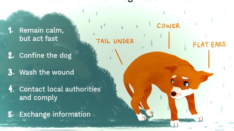 How to Stop a Puppy or Dog From Biting Stop Dogs and Puppy Biting