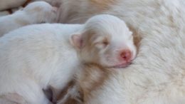 how old are puppies when they open their eyes