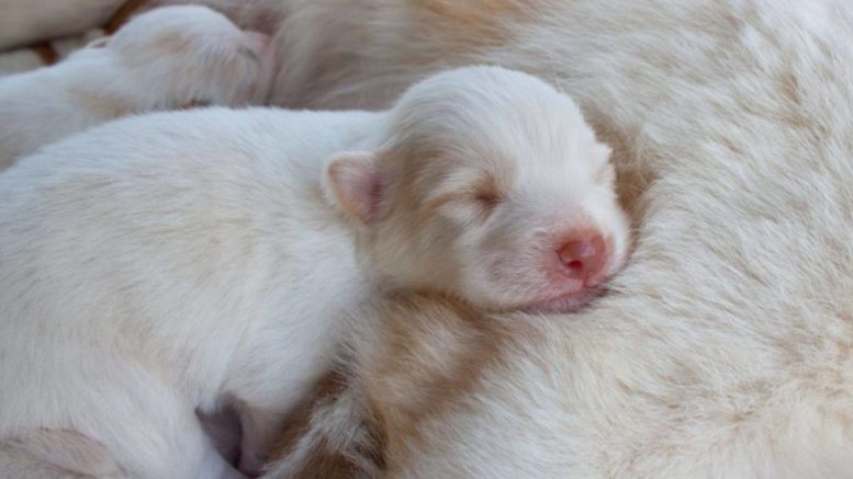 When do Puppies Open their Eyes - Puppy Development how old are puppies when they open their eyes