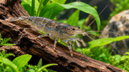 African Filter Shrimp Care: Feeding, Tank Size & Tank Mates African filter shrimp perched on driftwood with feeding fans extended in a planted freshwater aquarium