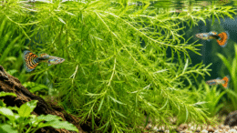Guppy Grass Care: Floating vs Planted, Growth & Problems Guppy grass growing in a freshwater aquarium with colourful guppies swimming among dense green aquatic plants.