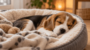 How Much Do Puppies Sleep? Age-by-Age Guide & Warning Signs Young Beagle puppy sleeping peacefully in a cosy dog bed with soft blankets.