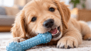 When Do Puppies Lose Their Teeth? Timeline & Warning Signs Golden Retriever puppy chewing a blue rubber teething toy with its small teeth and gums visible.
