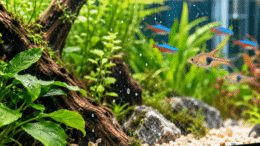 White Dots on Aquarium Glass? What They Are & What to Do Tiny white dots visible on the front glass of a planted freshwater aquarium with tropical fish